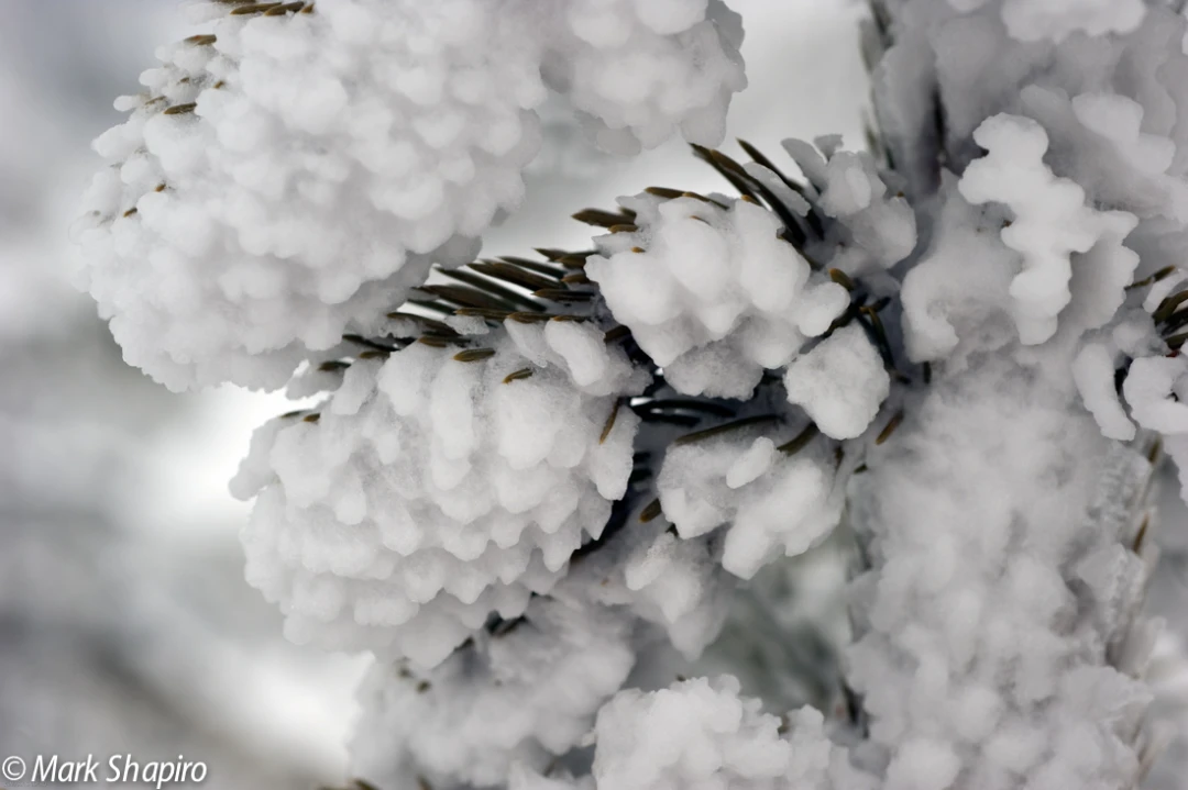 Elements-Trees-165