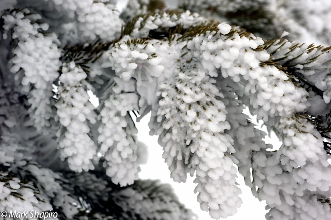 Elements-Trees-166