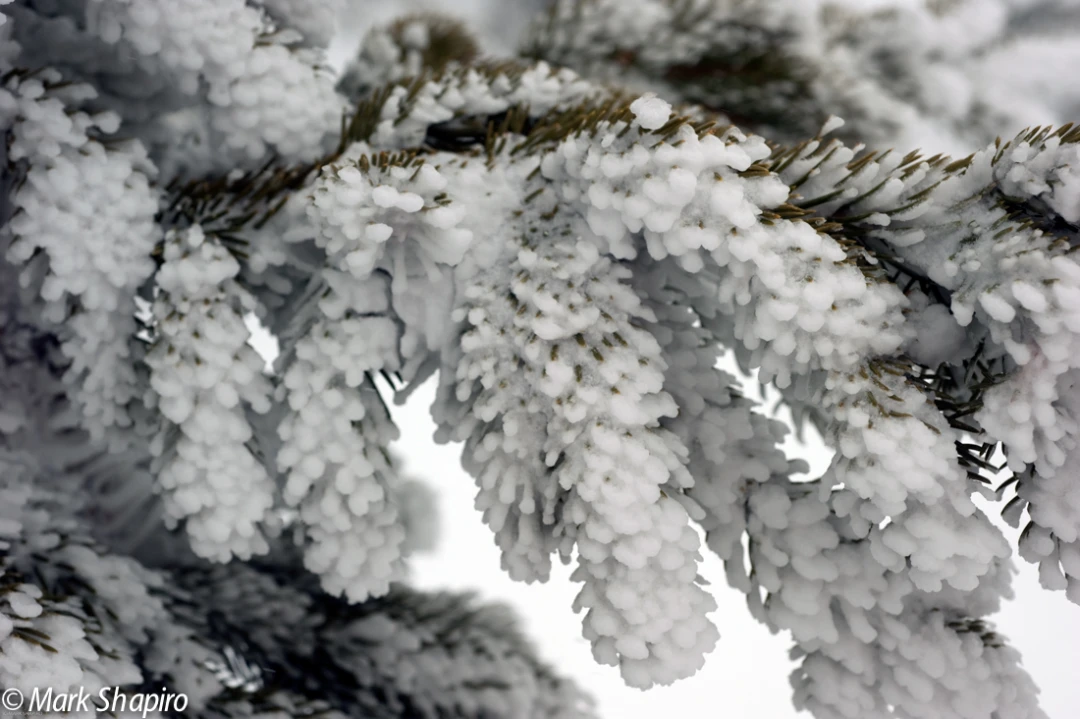 Elements-Trees-167