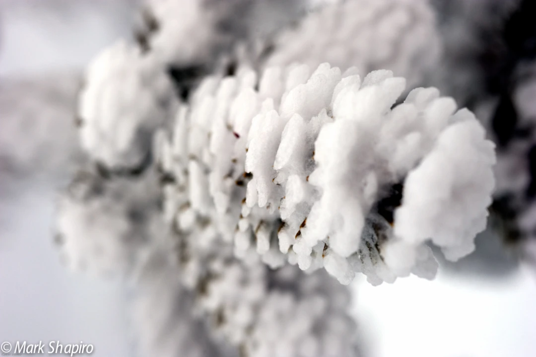 Elements-Trees-168