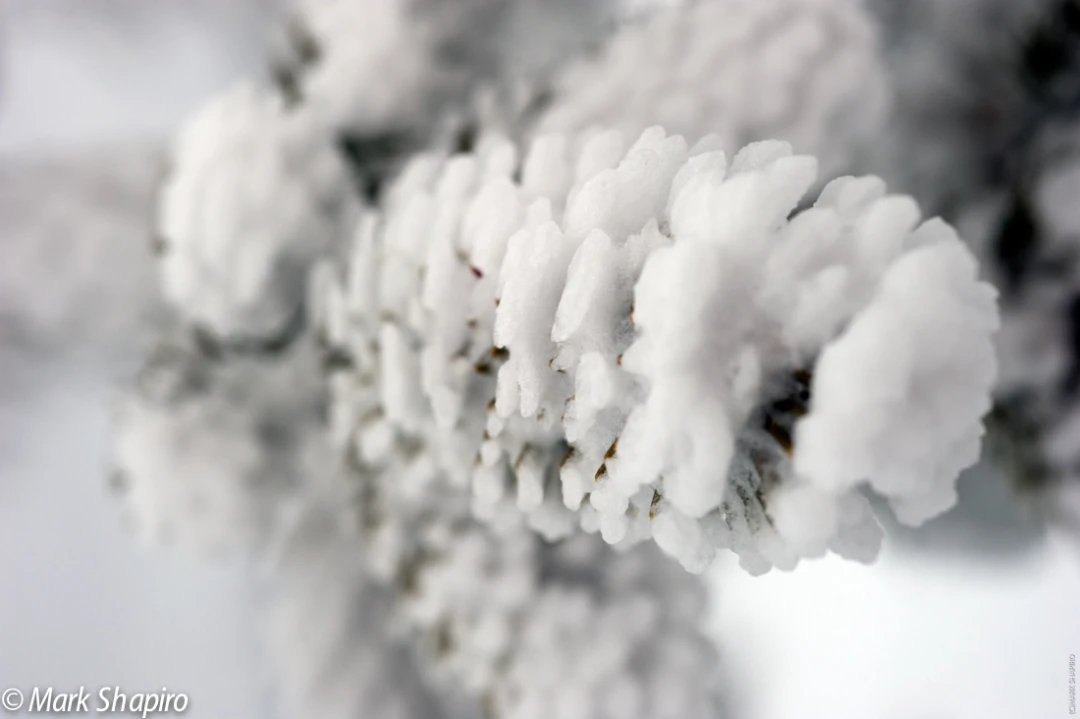 Elements-Trees-169