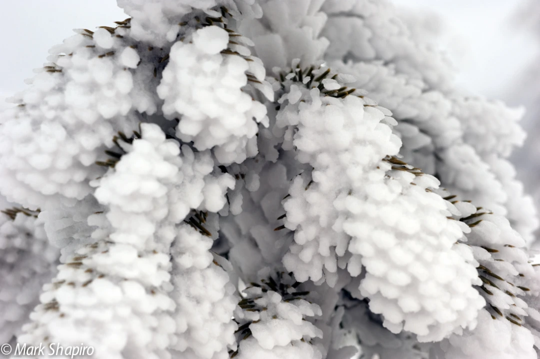 Elements-Trees-171
