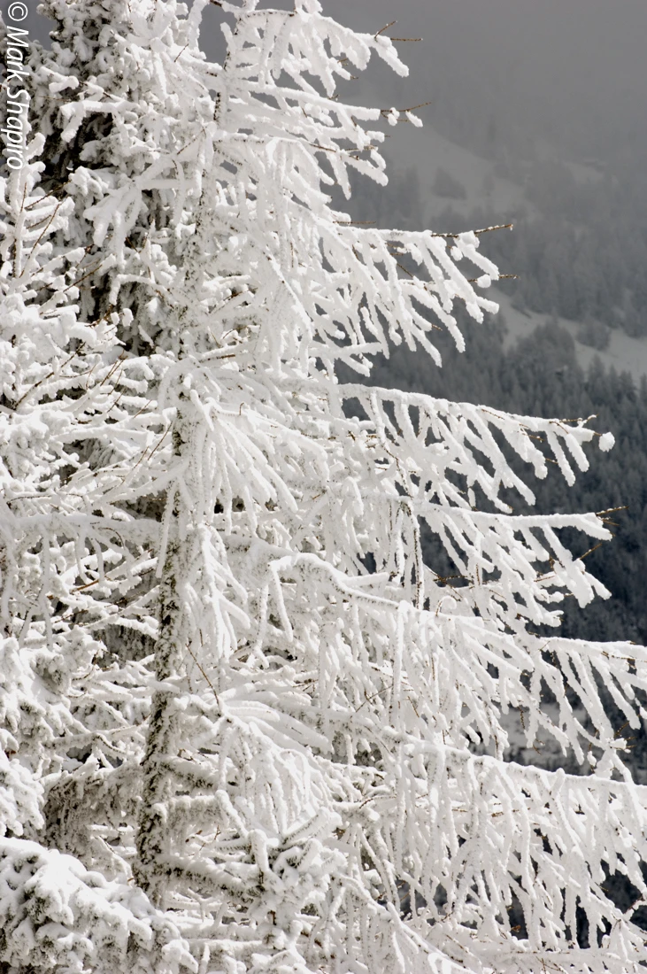 Elements-Trees-17