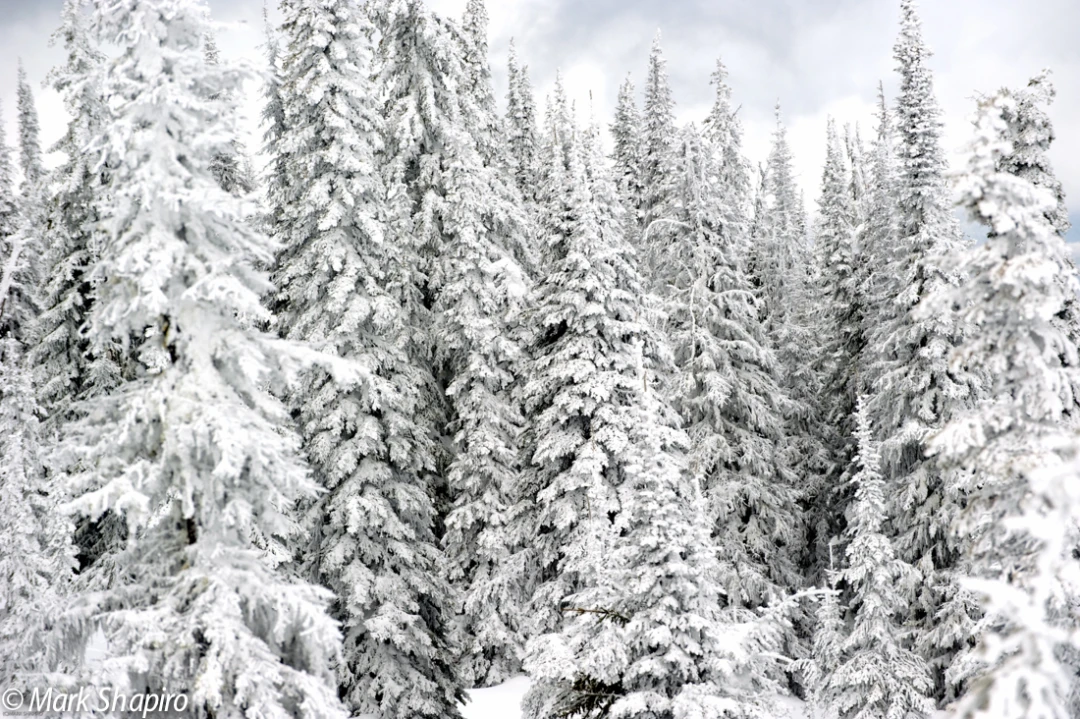 Elements-Trees-174