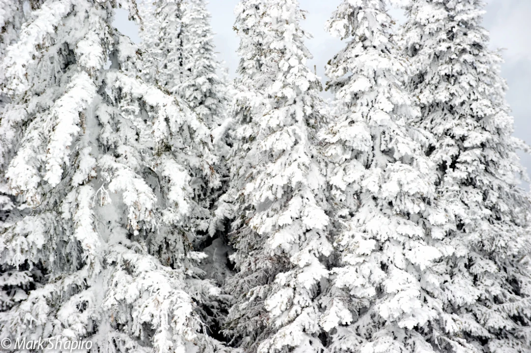 Elements-Trees-175