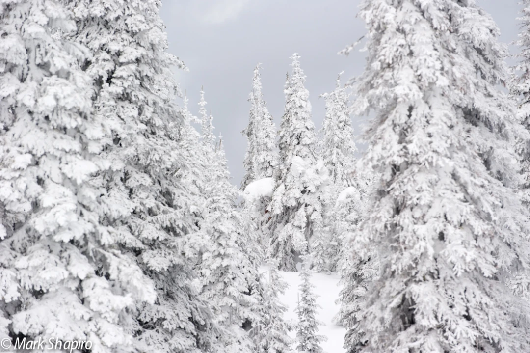 Elements-Trees-176