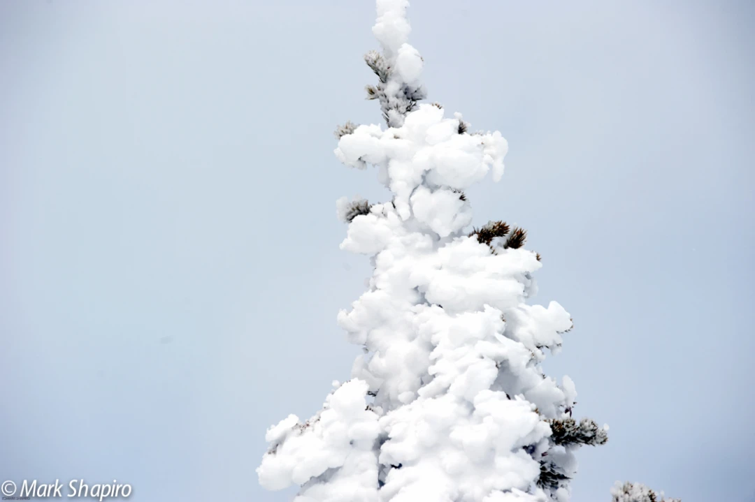 Elements-Trees-177