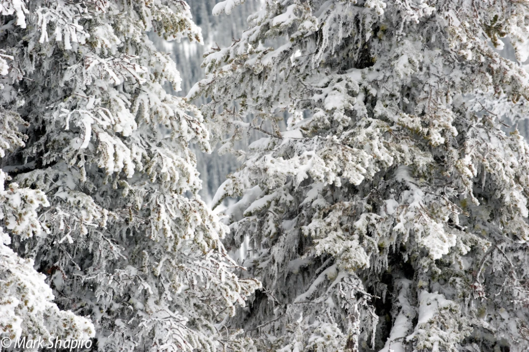 Elements-Trees-179