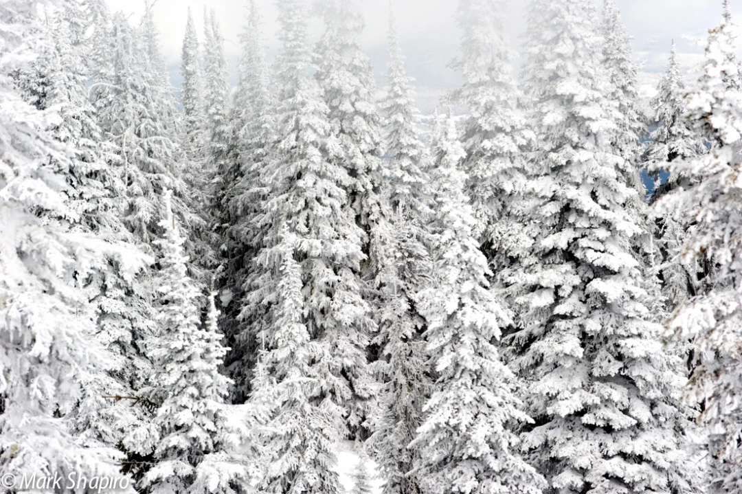 Elements-Trees-180