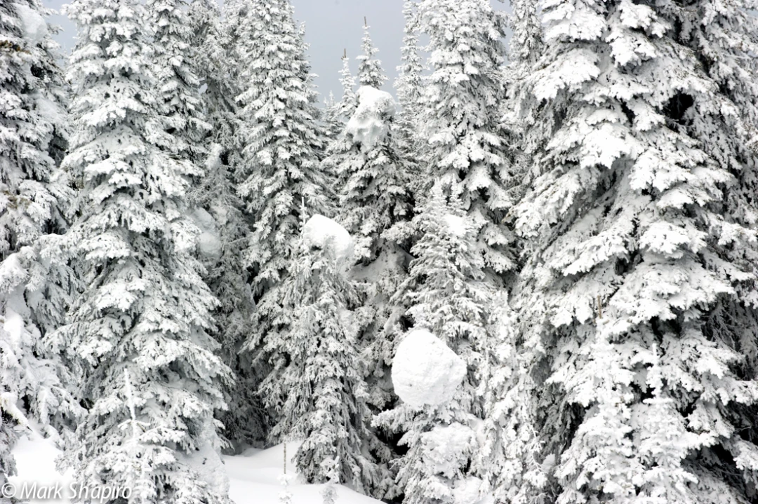 Elements-Trees-181