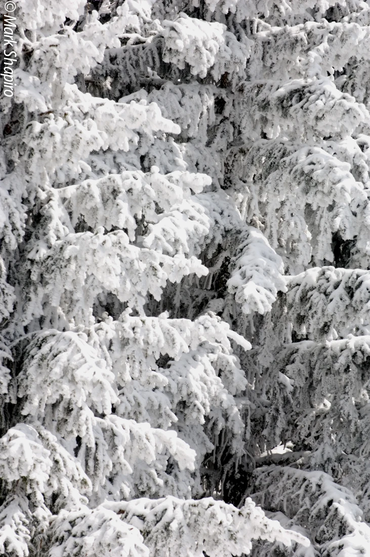Elements-Trees-18