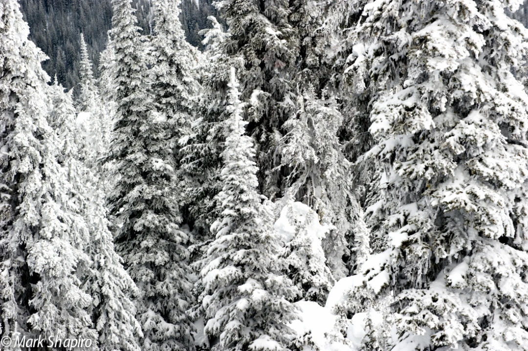 Elements-Trees-183