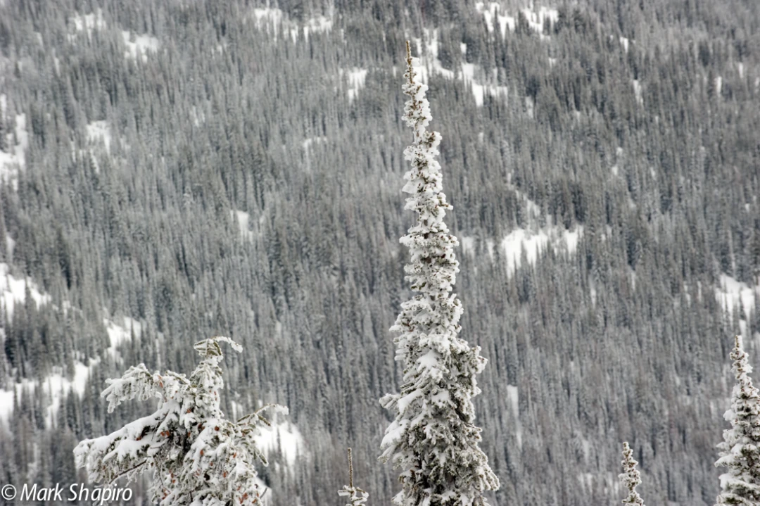 Elements-Trees-187