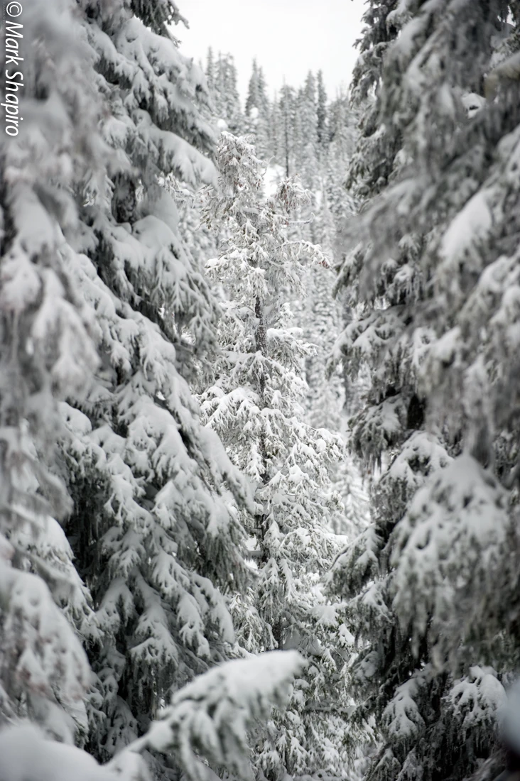 Elements-Trees-188