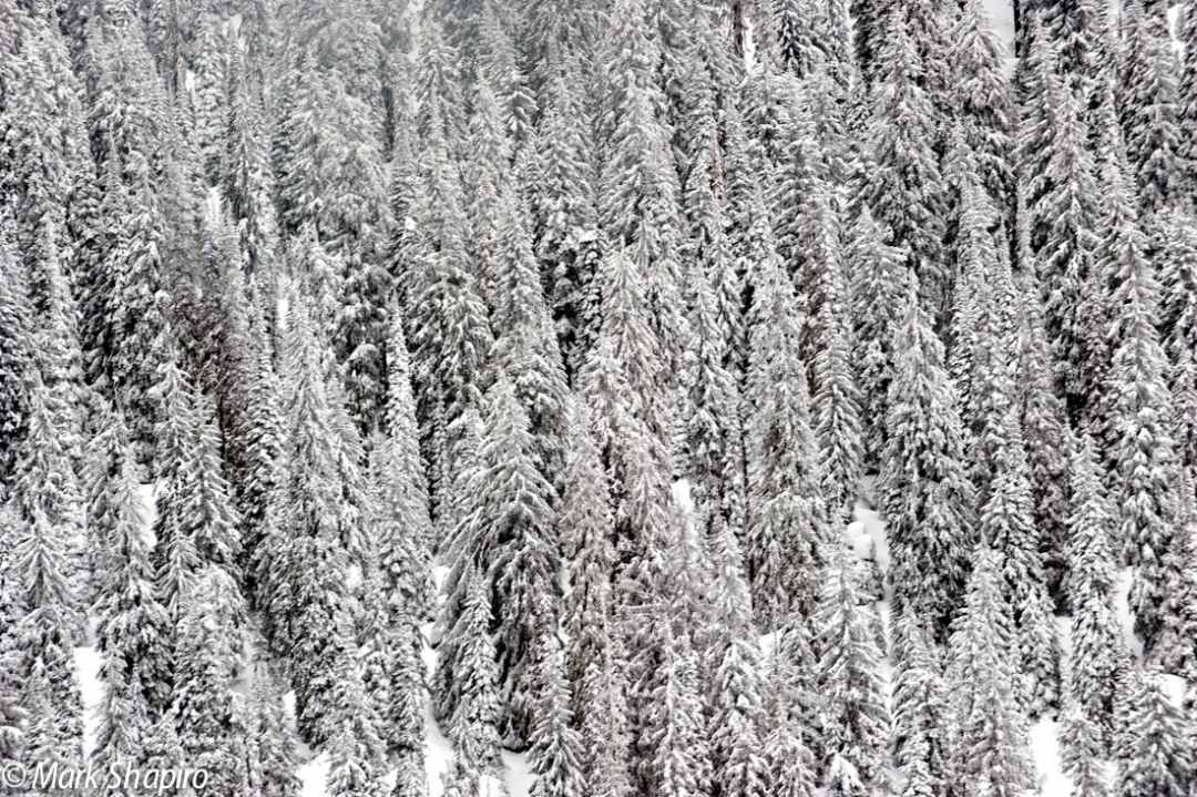 Elements-Trees-189