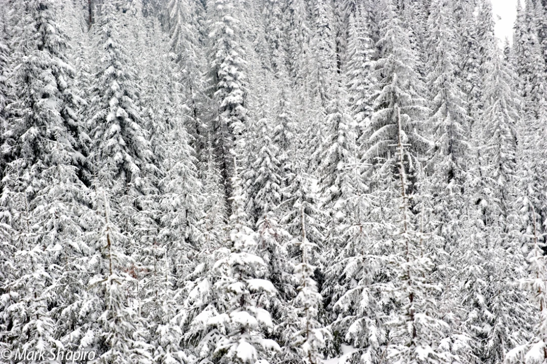 Elements-Trees-190