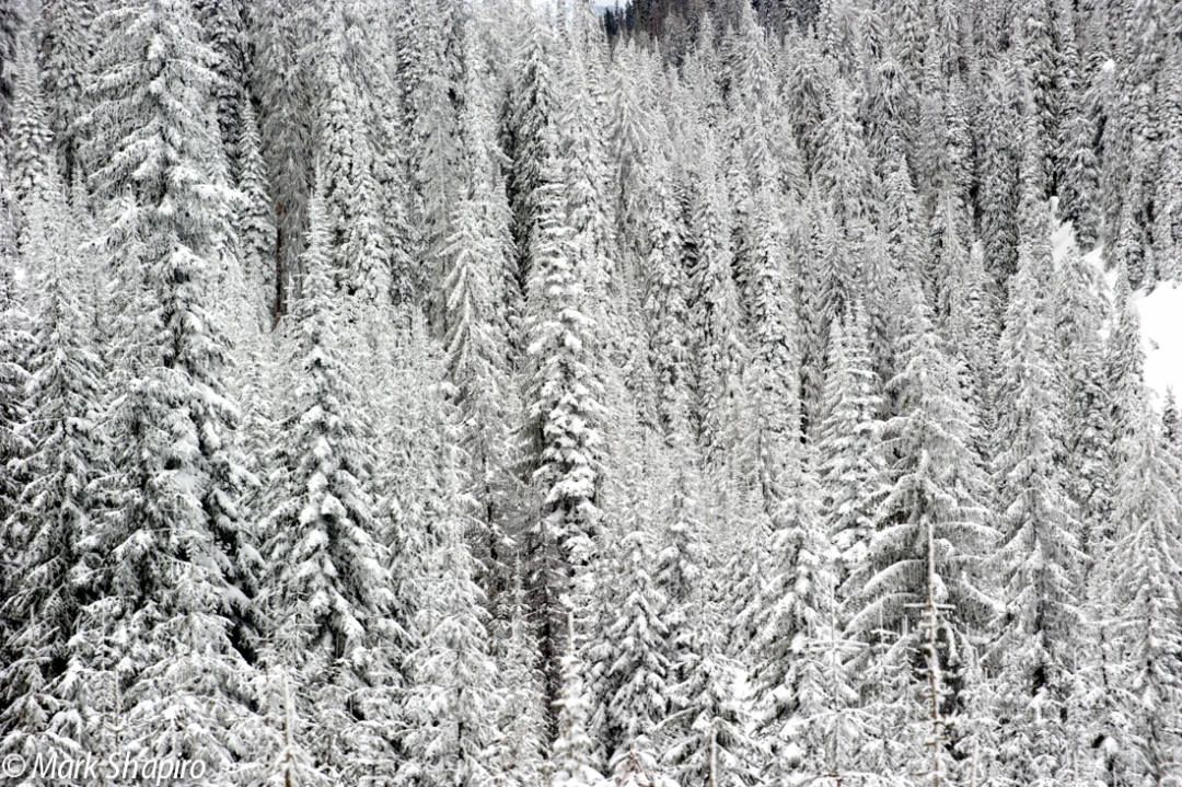 Elements-Trees-191