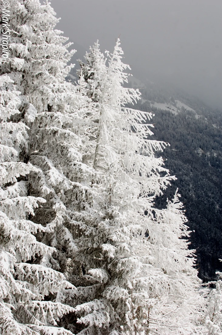 Elements-Trees-19
