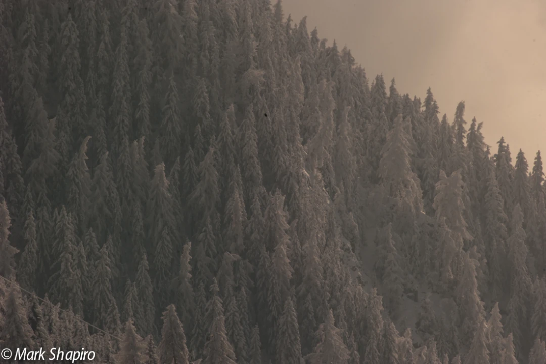 Elements-Trees-192