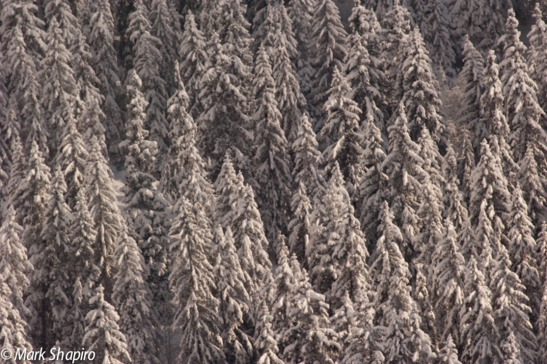 Elements-Trees-193