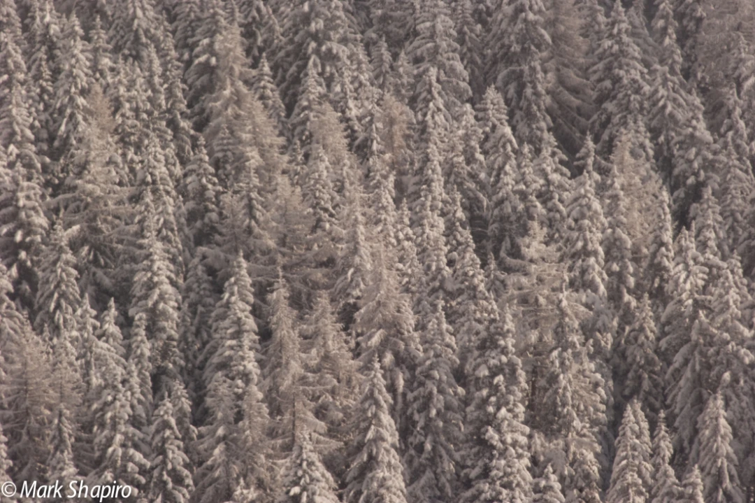 Elements-Trees-194