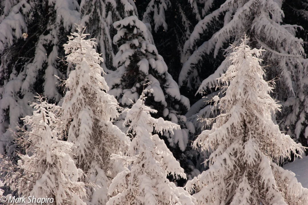 Elements-Trees-195
