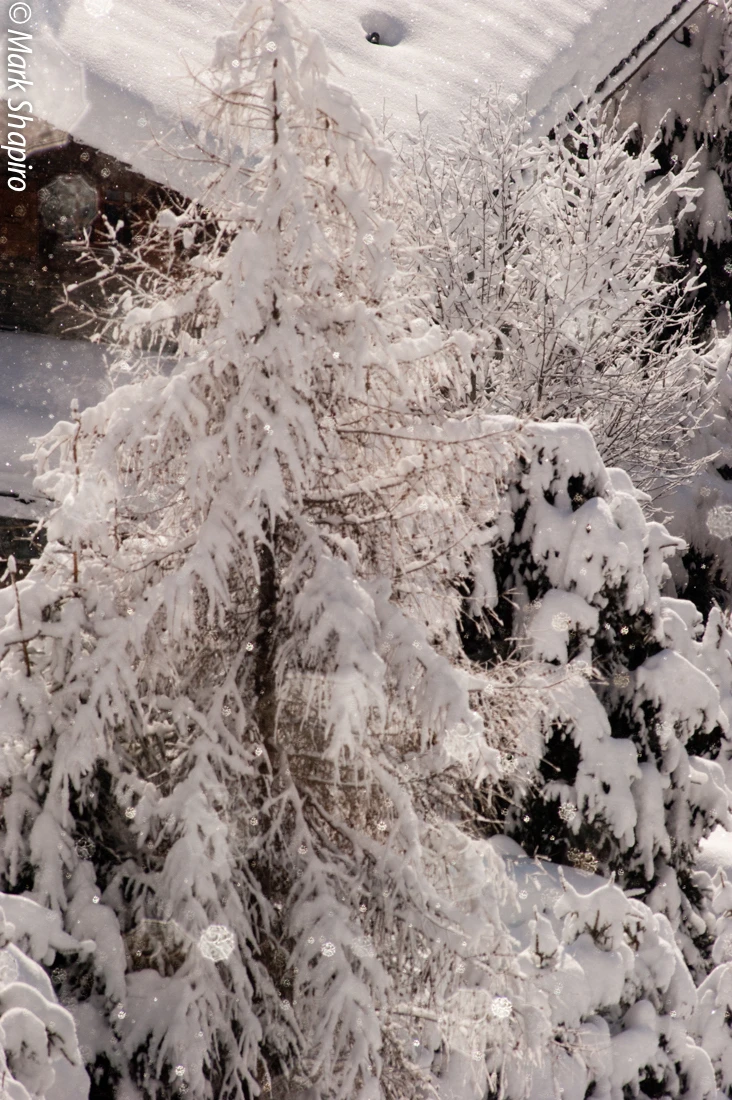 Elements-Trees-196