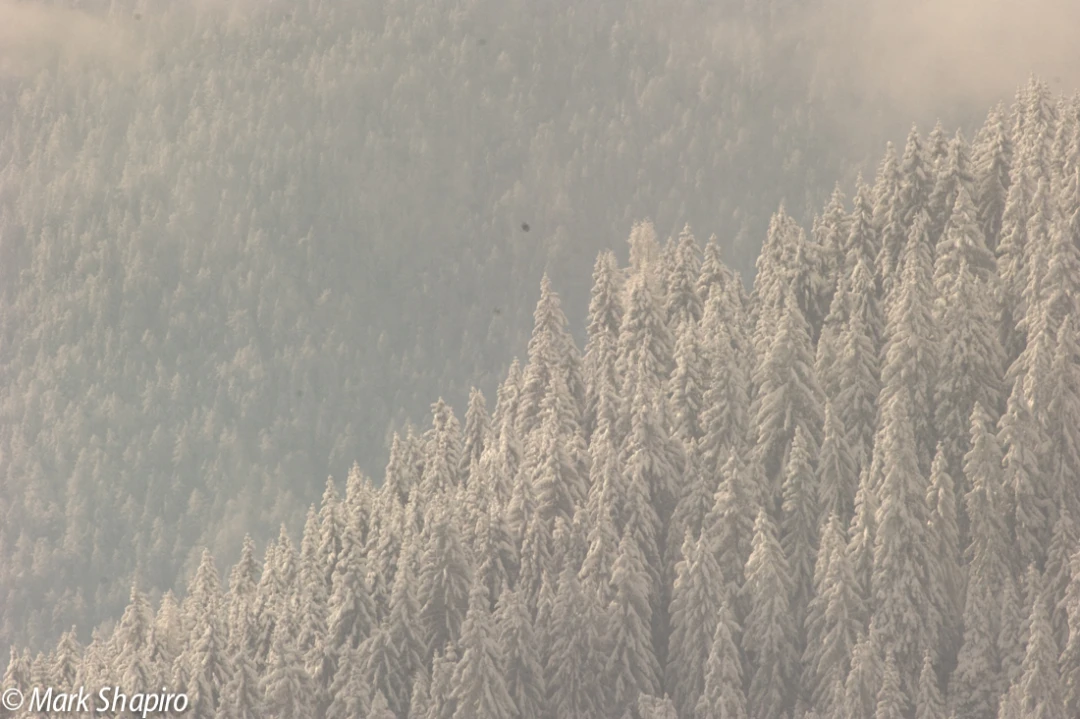 Elements-Trees-199