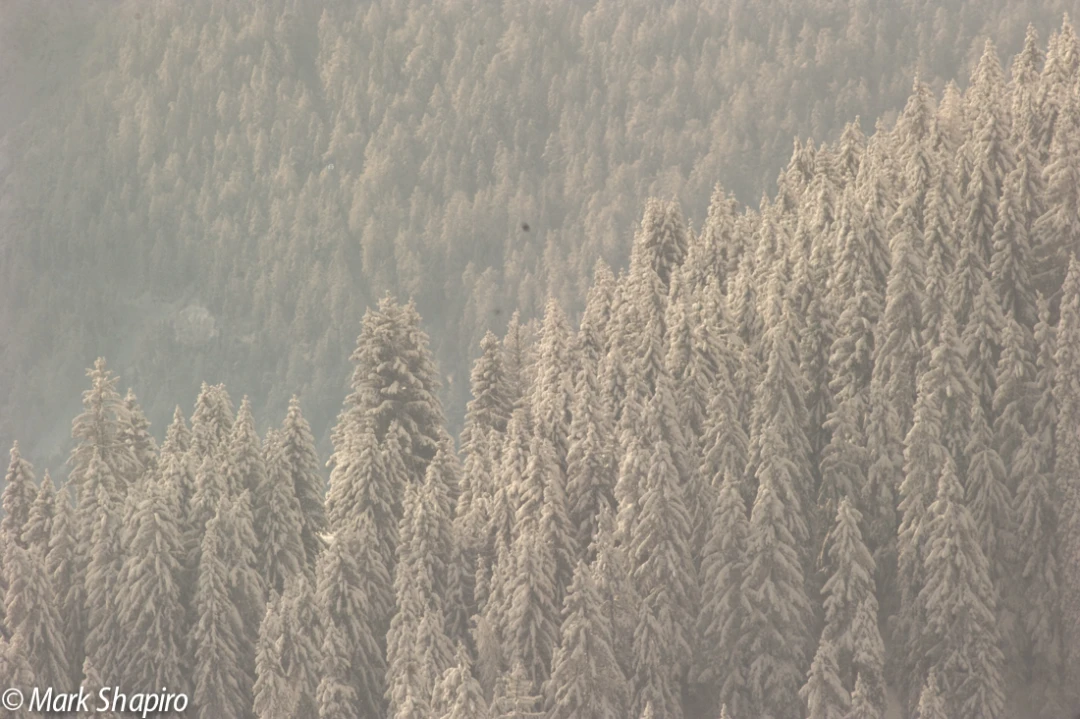 Elements-Trees-200