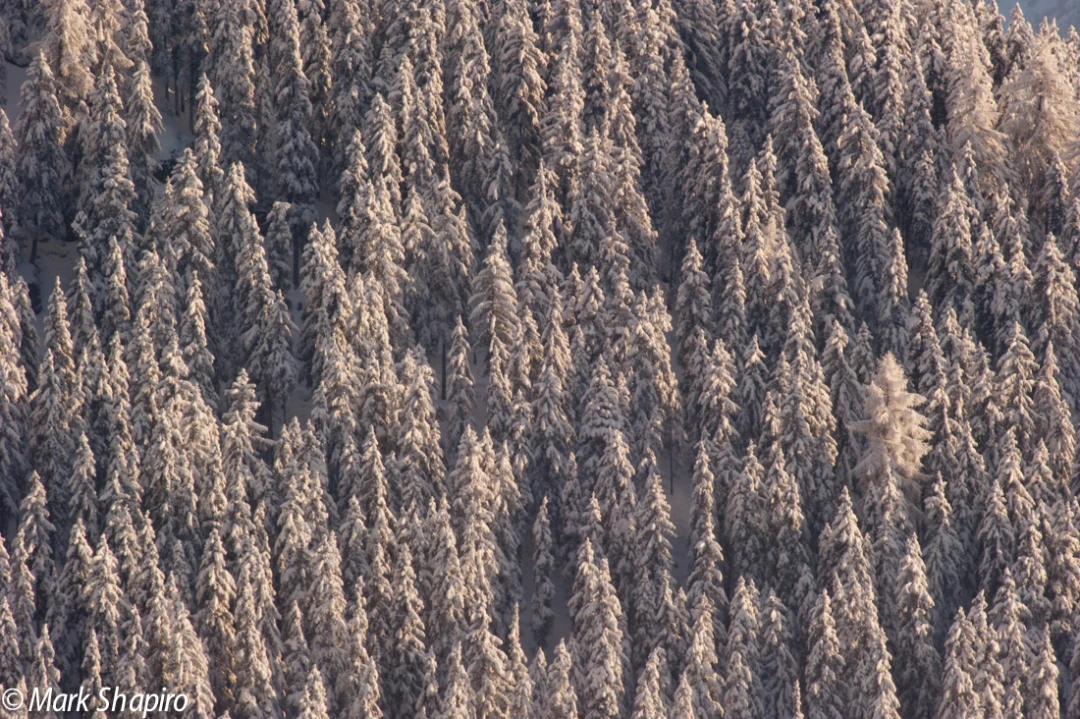 Elements-Trees-201