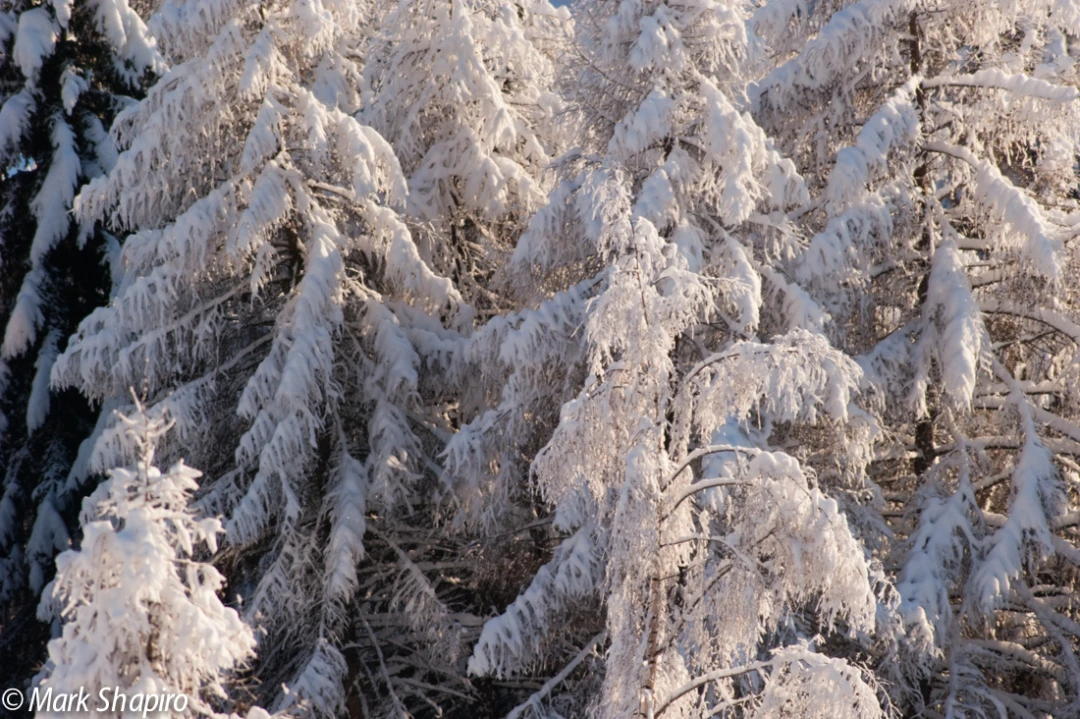 Elements-Trees-202