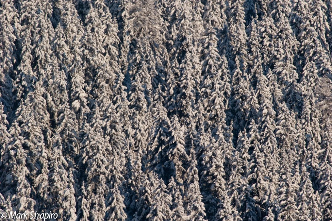 Elements-Trees-203