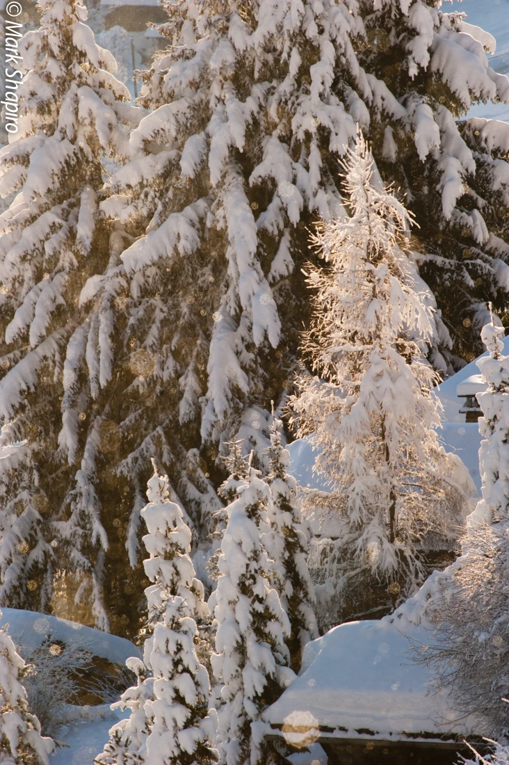 Elements-Trees-204
