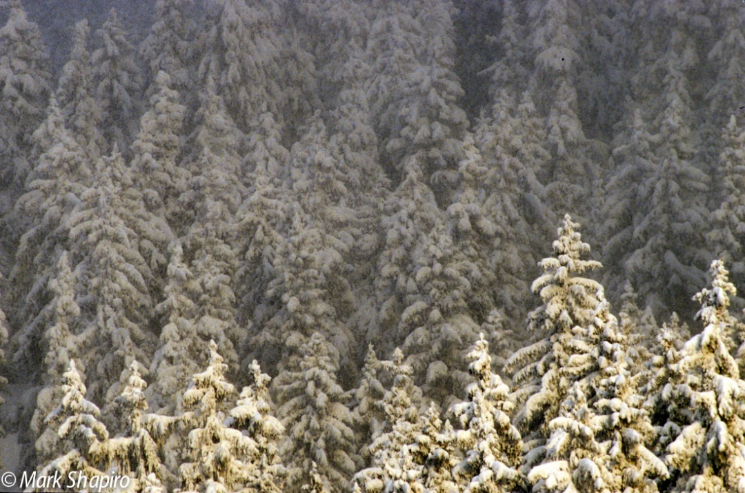 Elements-Trees-205