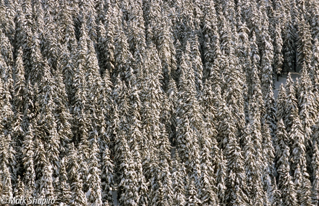 Elements-Trees-206