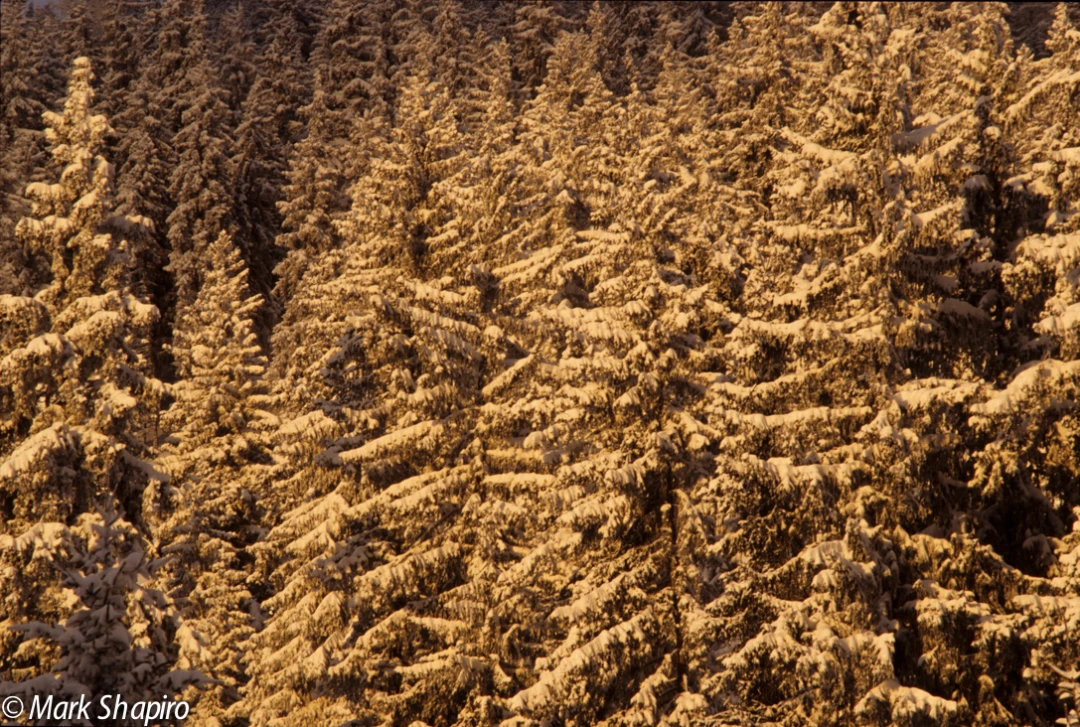 Elements-Trees-207