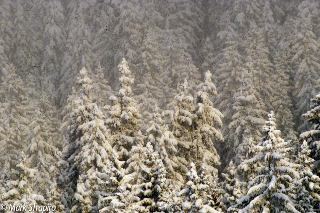 Elements-Trees-208