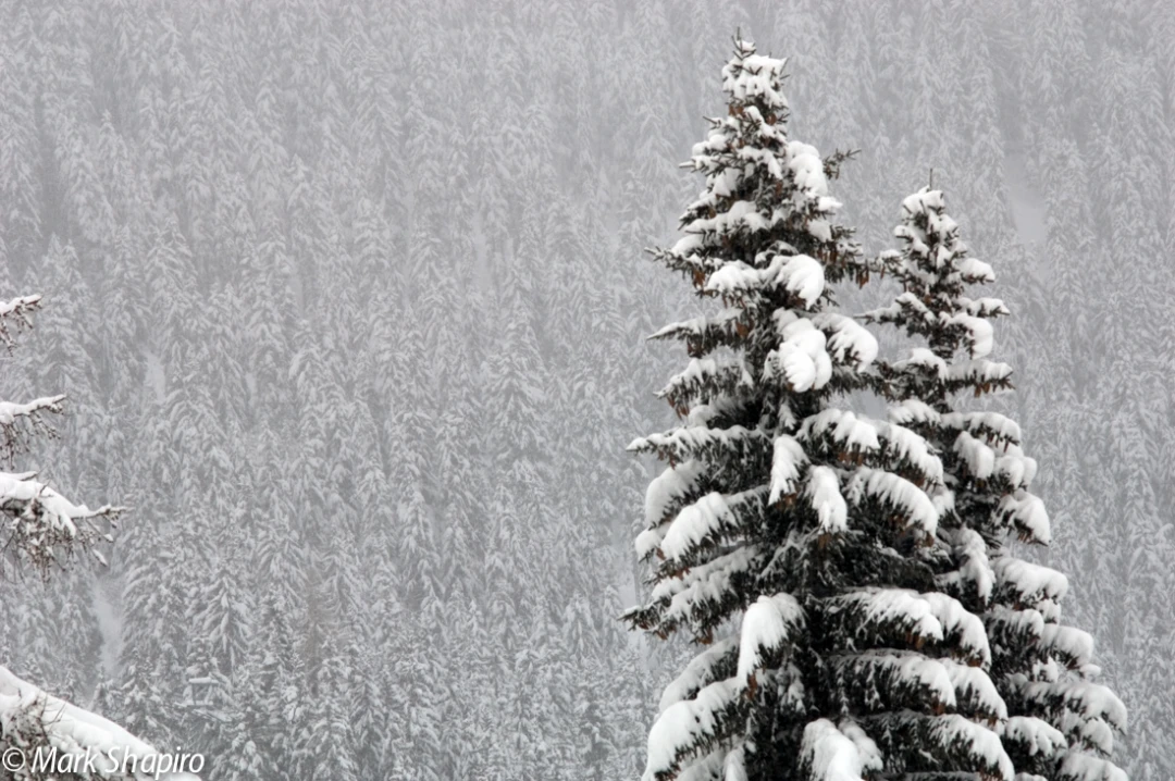 Elements-Trees-21