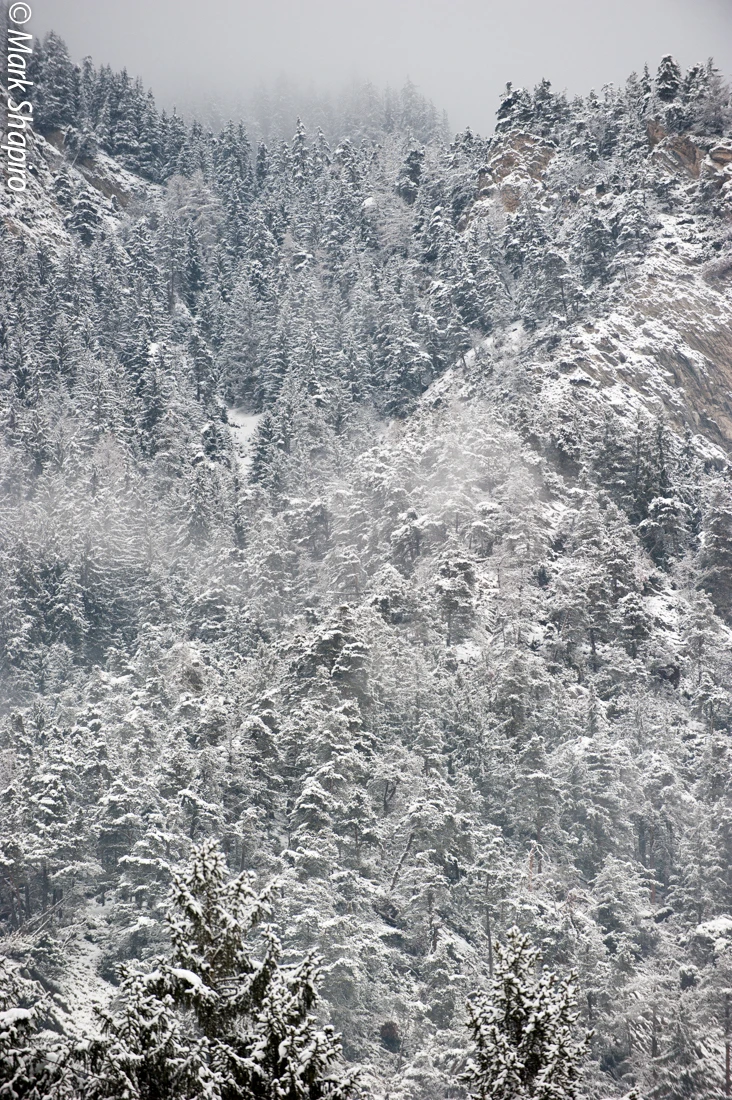 Elements-Trees-215