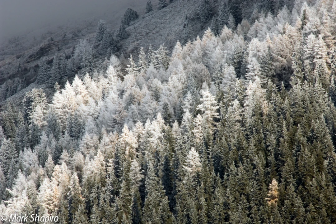 Elements-Trees-2