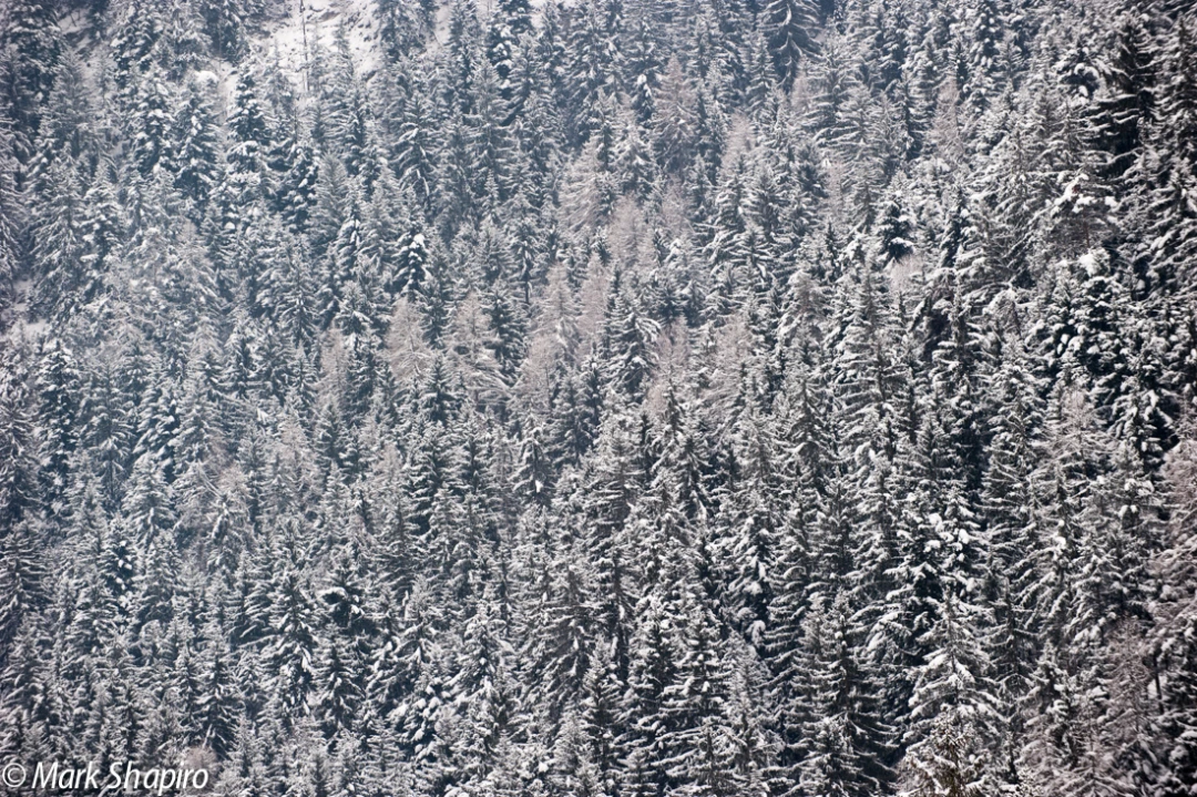 Elements-Trees-219