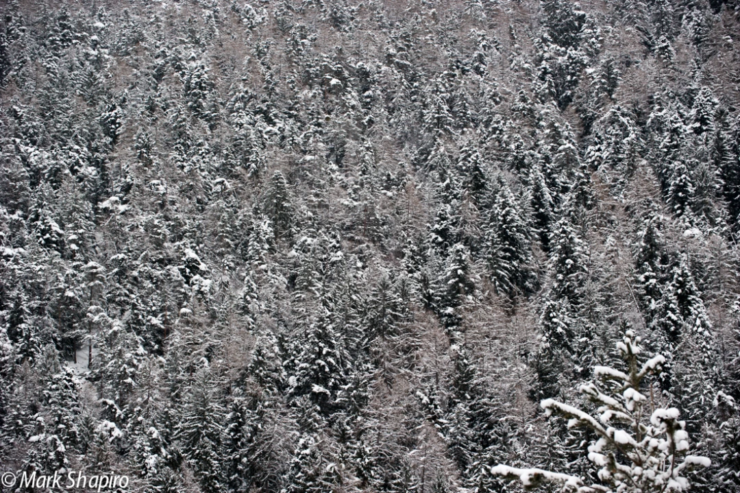 Elements-Trees-220