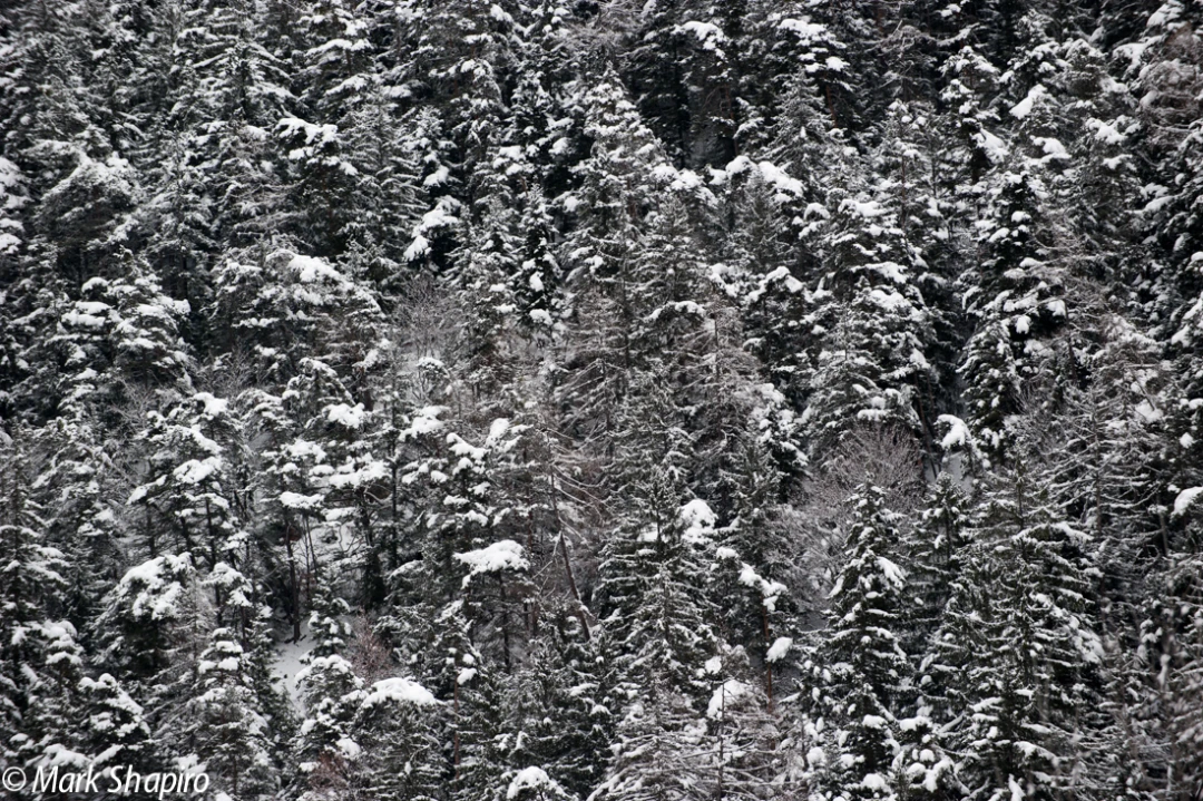 Elements-Trees-221