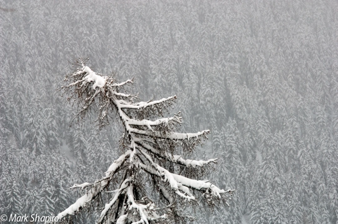 Elements-Trees-22