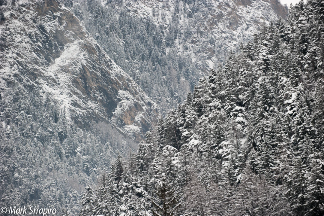 Elements-Trees-222