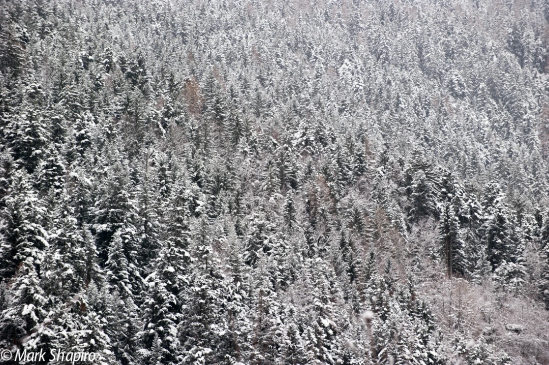 Elements-Trees-223