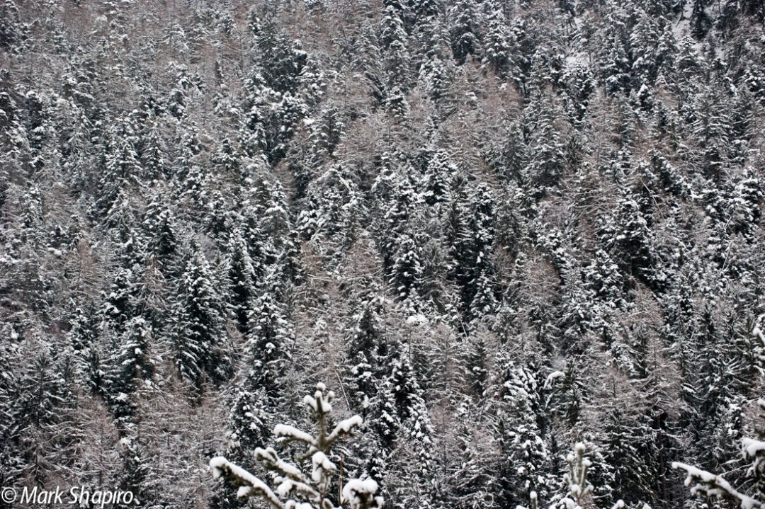Elements-Trees-224