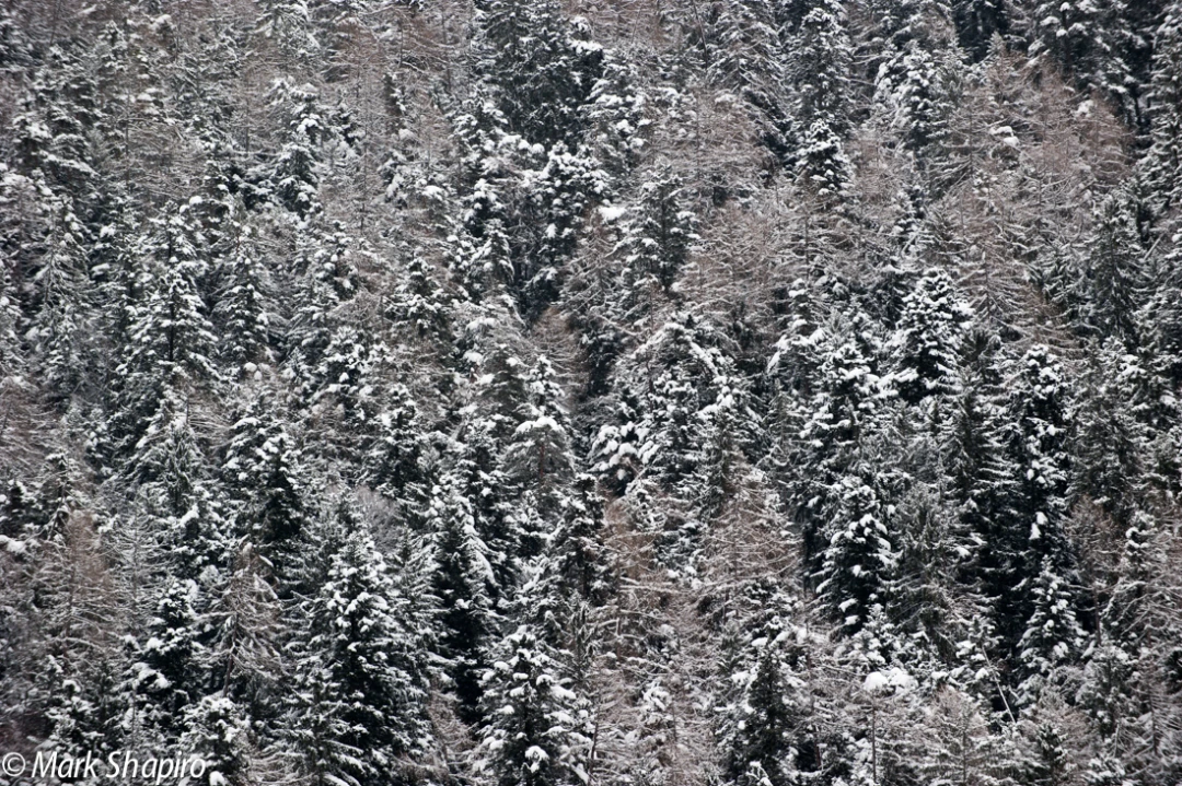 Elements-Trees-225