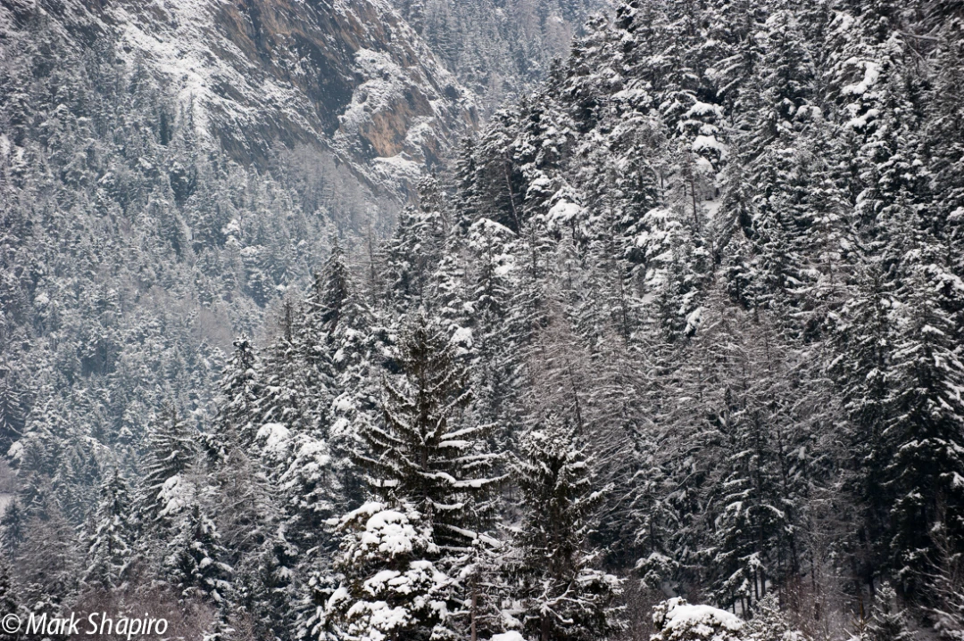Elements-Trees-226