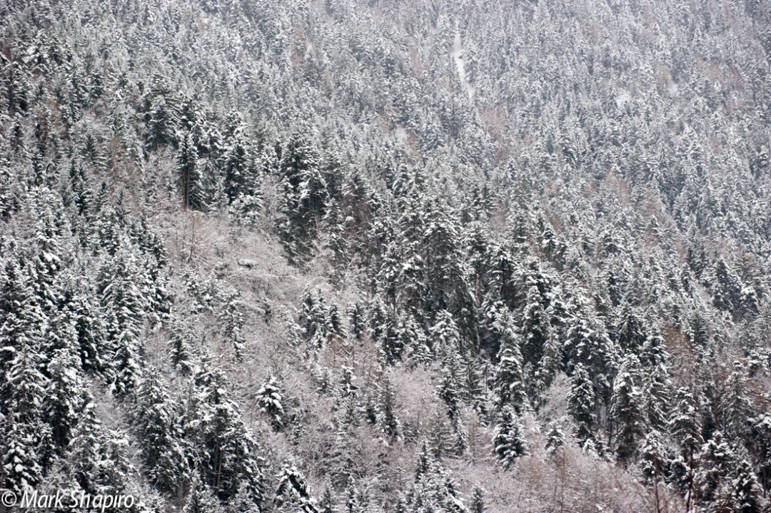Elements-Trees-227